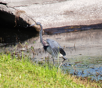 [This heron is mostly slate grey in color with some white feathers on the back of its head and on its legs as seen from this side view. The bird is stepping out of the water onto the grassy hillside.]